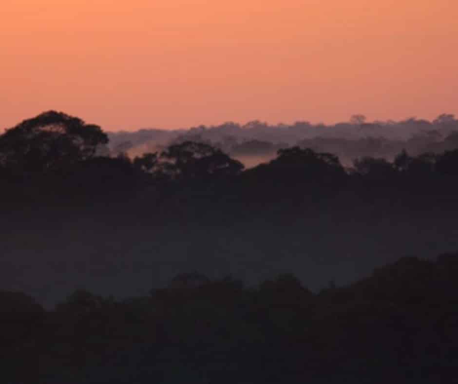 Amazon sunrise: tropical forests are home to 70 percent of the planet’s biodiversity. Photo by Stuart L. Pimm