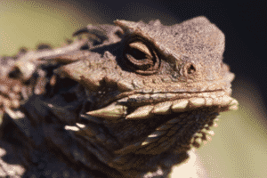 Photograph of a coastal horned lizard about to be entered into INaturalist. Photo by Ken - ichi Ueda.