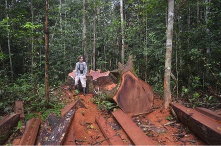 NGS Grantee, Dr. Clinton Jenkins stands amid felled trees in Peru. Logging is a