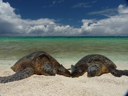 Two green turtles basking. Courtesy Mark Sully, NOAA/NMFS Hawaii Monk Seal Research Program. Papahānaumokuākea Marine National Monument.