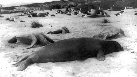 Green turtle and monk seal harvest on Laysan Island, unspecified date, courtesy State of Hawaii