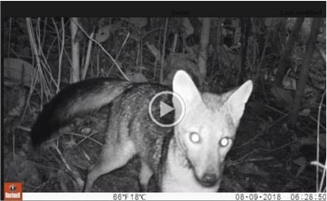 Camera Trap photo fo Crab Eating Fox