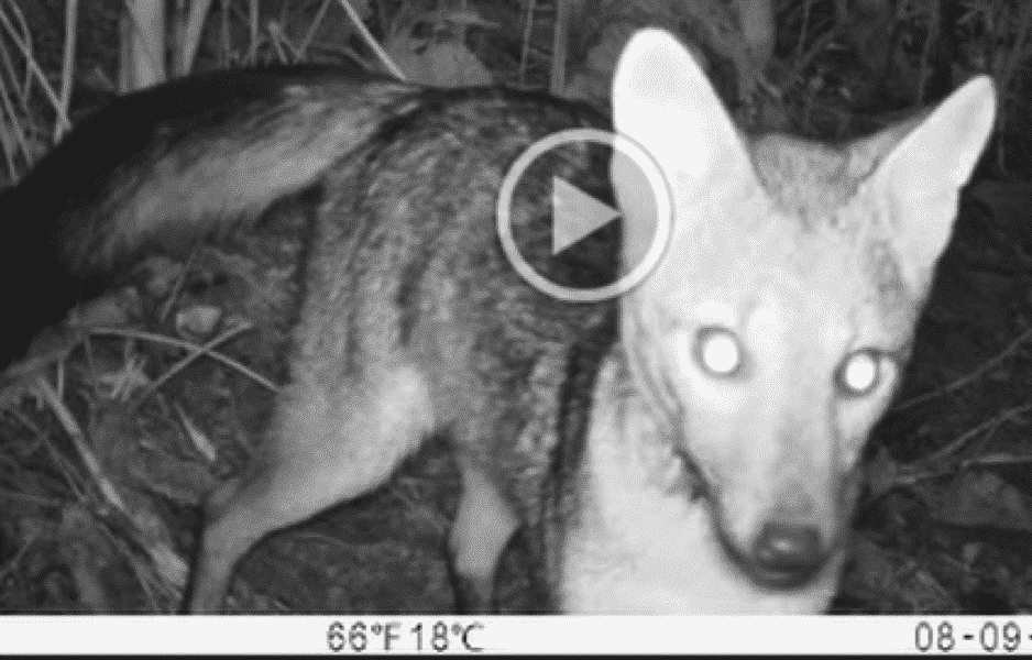 Camera Trap photo fo Crab Eating Fox