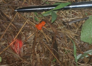 A tiny orange frog that was indeed unknown to science at the time I took this photo.