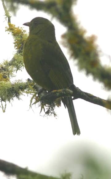 greywingcotinga8