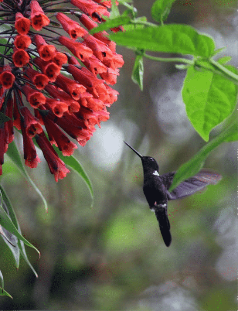 Help species trying to escape climate change. Help Saving Nature plant trees to offset your carbon footprint and give species an escape route.