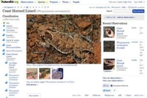 A web page of all recent records of coastal horned lizard from www.iNaturalist.org. Courtesy of Scott Loarie.