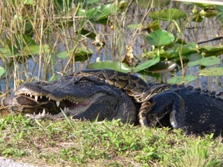 An American alligator and a Burmese python struggle to prevail in Everglades National Park. Pythons have been known to kill and eat alligators in the park. Photo by Lori Oberhofer, National Park Service.