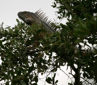 Iguanas are another released pet that now thrives in South Florida. Photo by Stuart Pimm