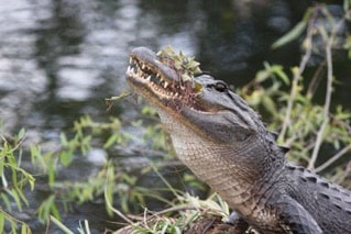 No longer king of the Everglades? Pythons are effective predators on land and in the water and have even tangled with alligators such as this one. Photo of alligator in the Everglades by Stuart Pimm