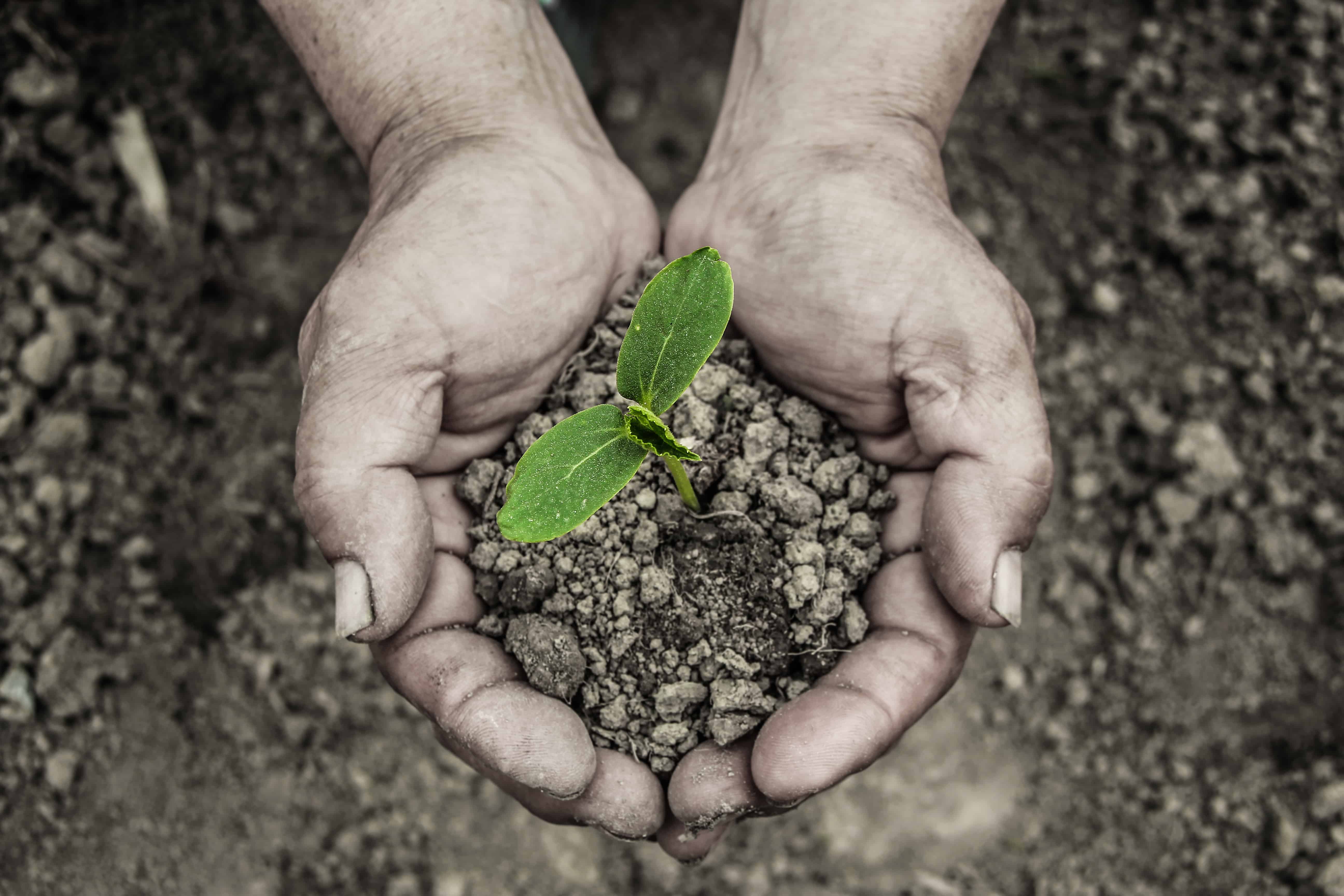 Offest Your Carbon Footprint by Planting Trees