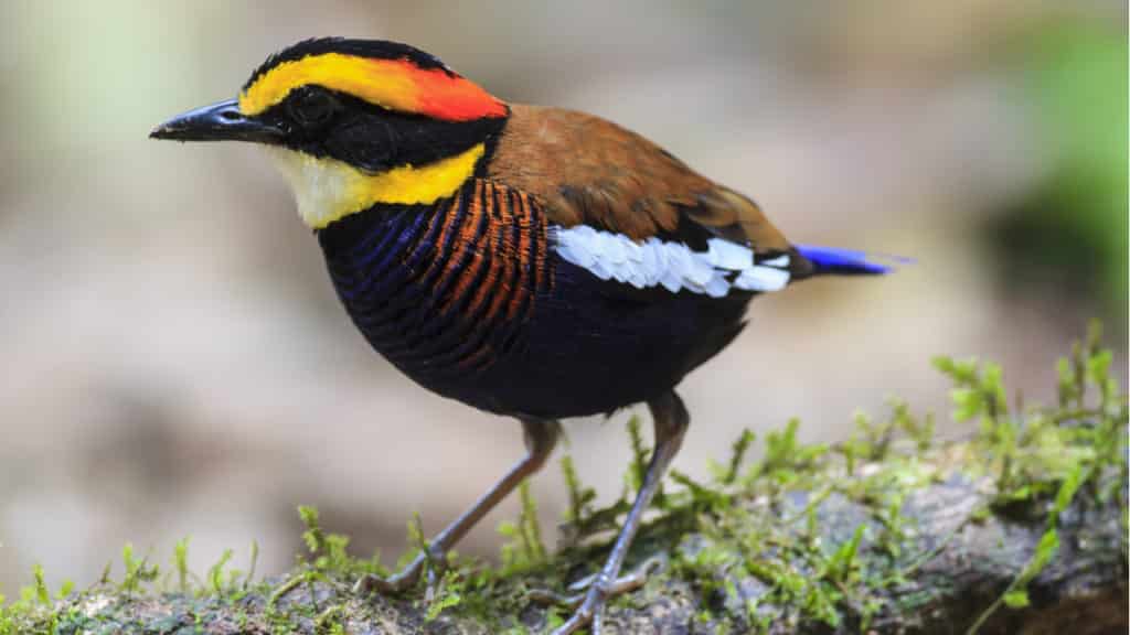 Malayan banded pitta (Hydrornis irena