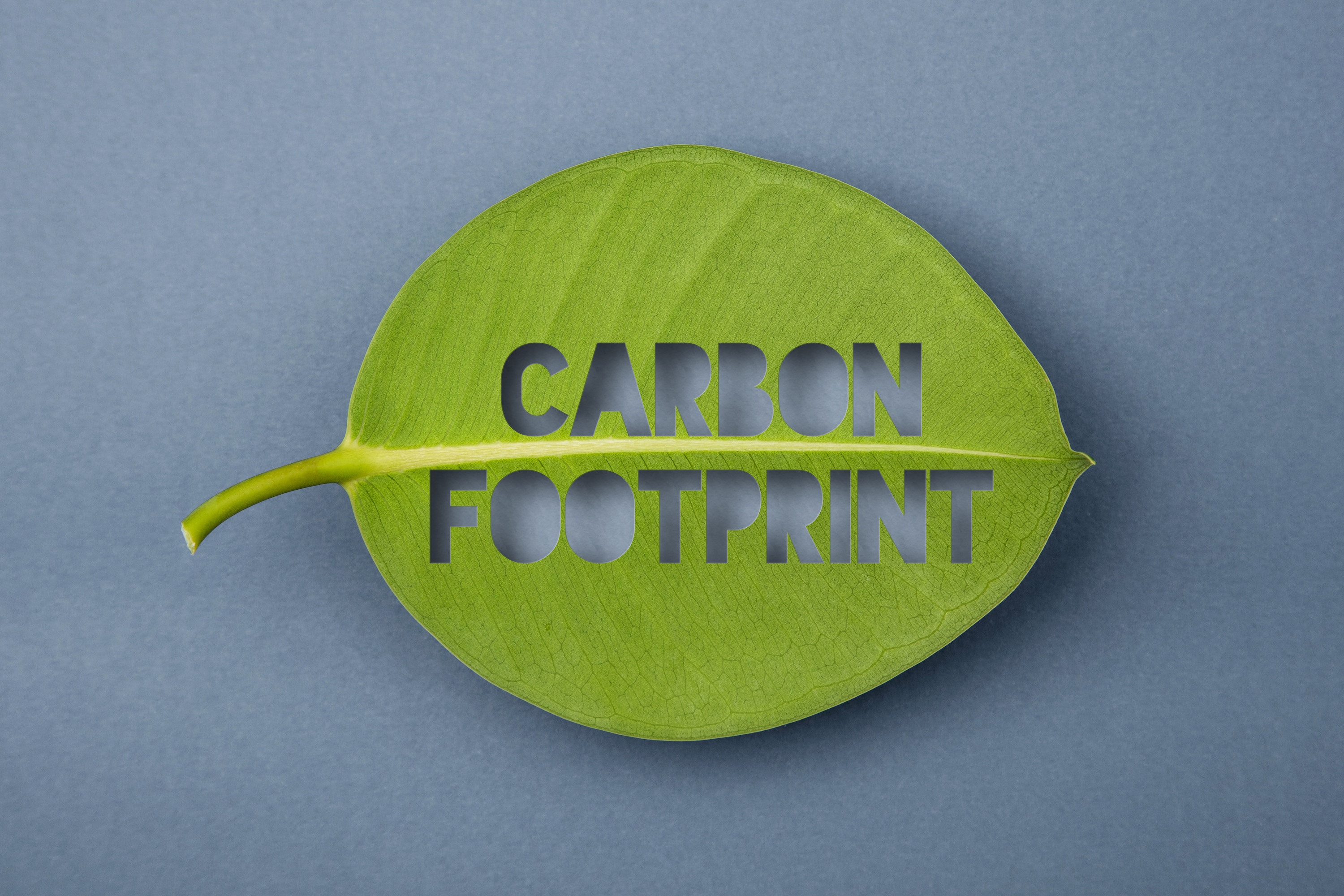 Offest Your Carbon Footprint by Planting Trees