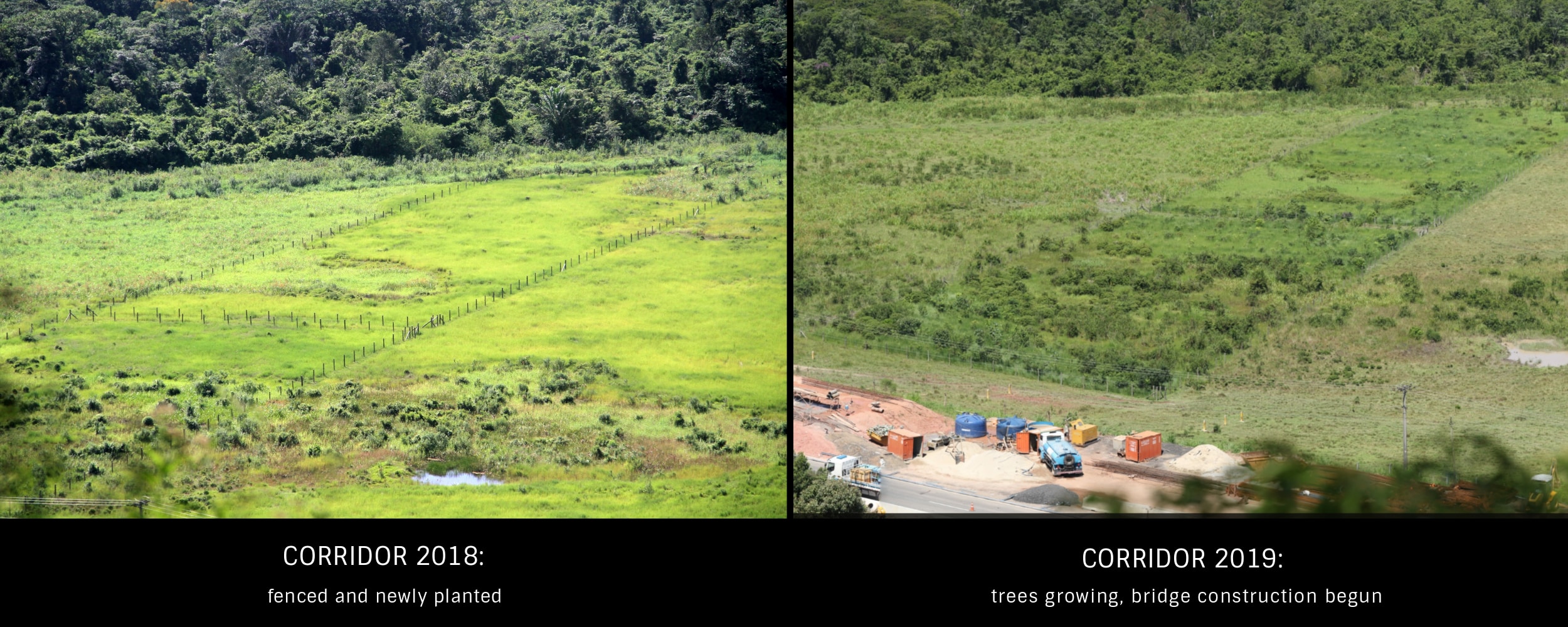 While construction is underway on the first habitat bridge in Brazil, located in the Atlantic Forest of Brazil, our partners at AMLD has begun restoring the corridor. They have installed fencing to keep out grazing cattle and planted a mix of native trees. Over time, the young trees will mature, shading out the grasses and providing cover for species moving through the corridor.