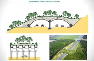 The first habitat bridge in Brazil is adjacent to our project to save the golden lion tamarins in the Atlantic Forest of Brazil. We are working to connect this habitat bridge to the protected forests on both sides of the highway.