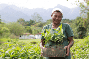 Saving Nature is working with local communities and non-profits to restore the Atlantic Forest of Brazil by planting native trees.