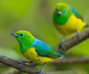 Blue-naped Chlorophonia (Chlorophonia cyanea)