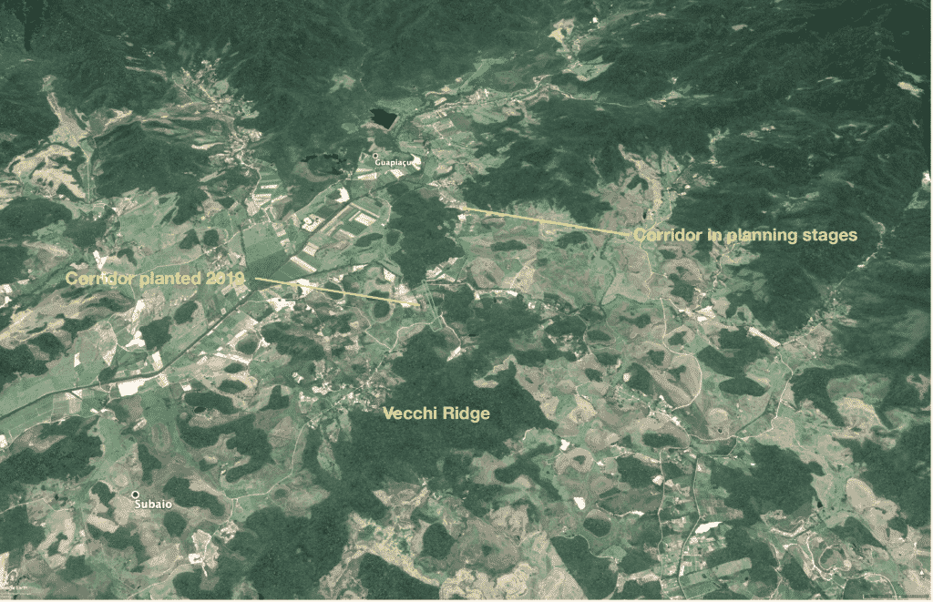 In 2019, Saving Nature began working with REGUA to restore connections among small isolated forests to regain some of what has been lost.  In this now mixed landscape of farmland, fragmented forests, and new housing developments, it is the only real hope for gene pools of stranded biodiversity to move around.