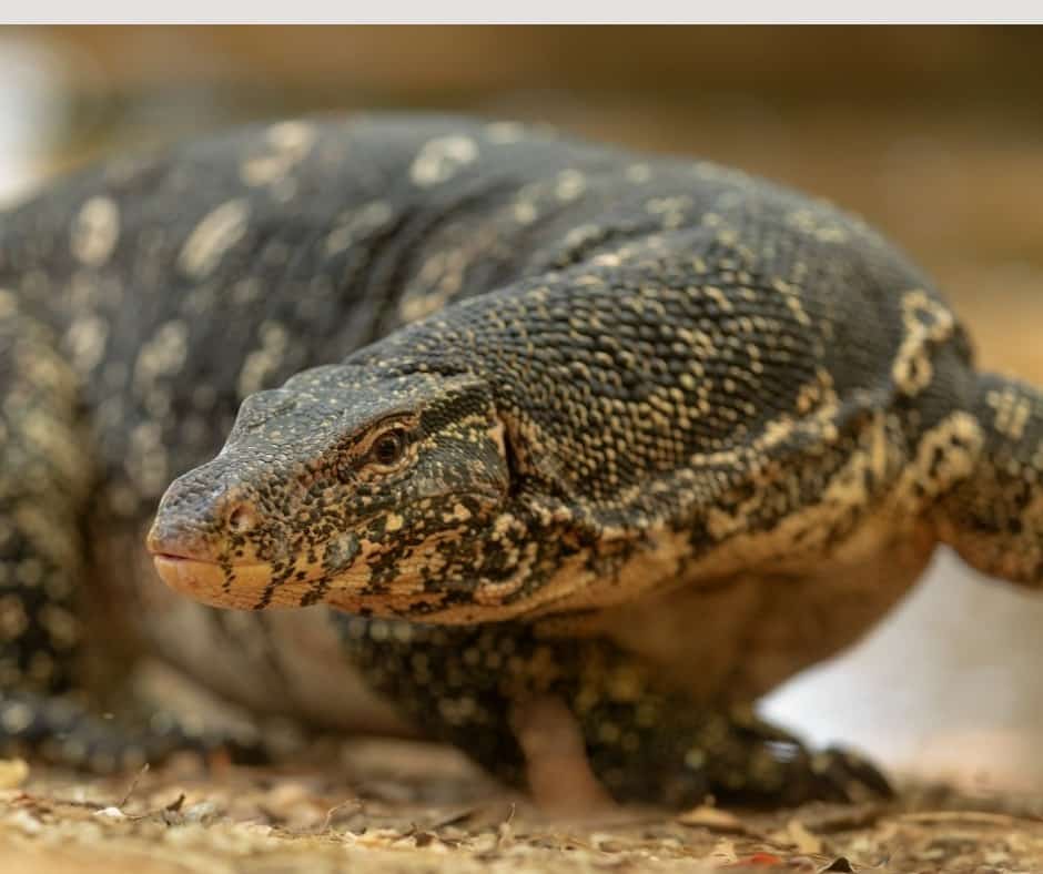 Asian water monitor (Varanus salvator)