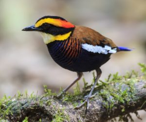 Malayan banded pitta (Hydrornis irena