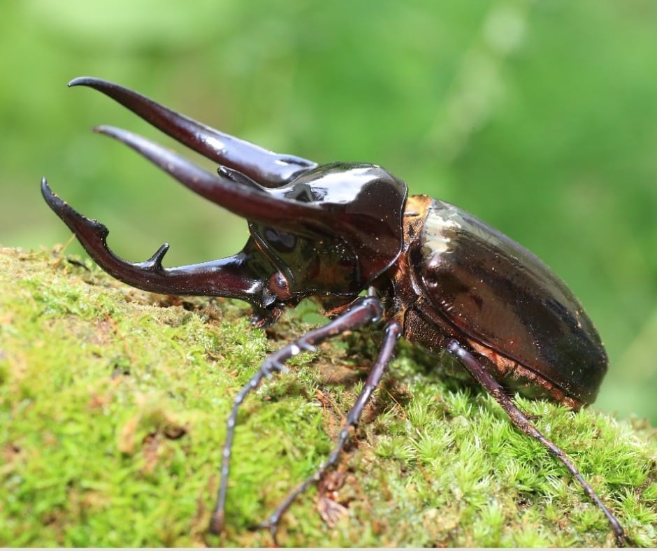 Caucasus beetle (Chalcosoma chiron)