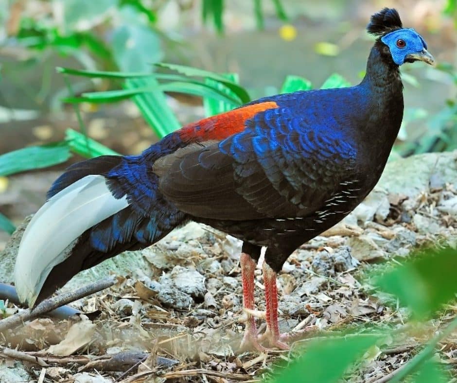 Crested fireback pheasant (Lophura ignita)