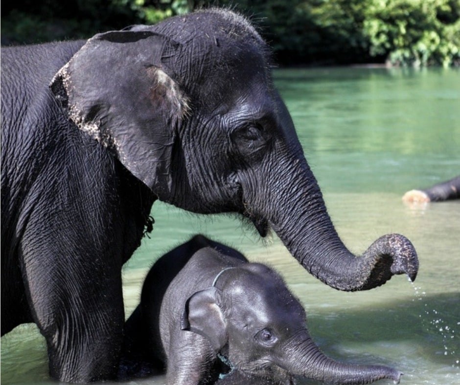 Sumatran Elephant (Elephas maximus sumatrensis)