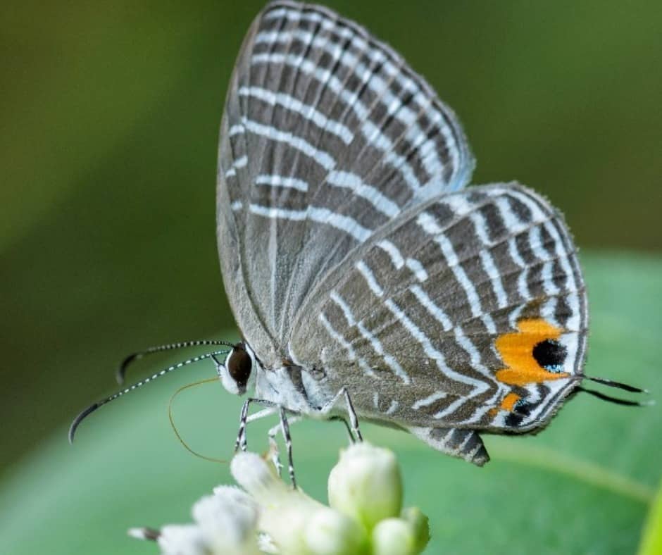 Metallic caerulean butterfly (Jamides alecto)