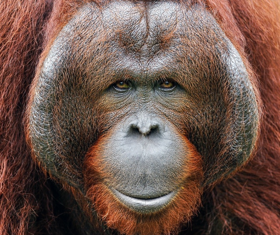 Orangutan (Pongo abelii)