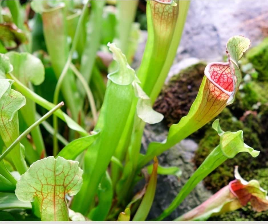 Sumatra Pitcher Plan (Nepenthes)