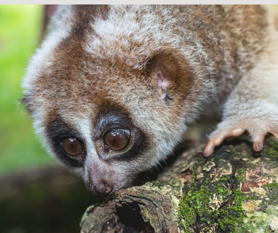 Sow loris (Nycticebus coucang)