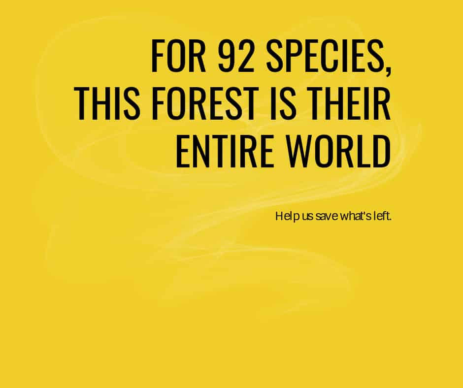 For 92 species, Sumatra is their only home. Help Saving Nature restore it.