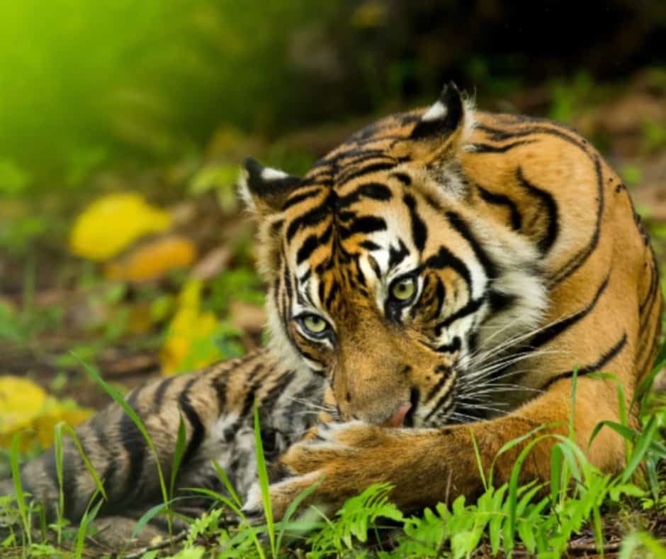 Sumatran tiger (Panthera tigris sumatrae)