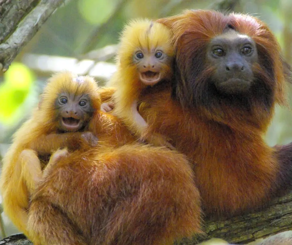 Golden lion tamarin (Leontopithecus rosalia), Atlantic Forest of Brazil