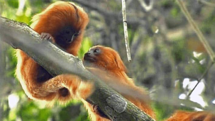 Among the most threatened species in what remains of Brazil's Atlantic Forest is the golden lion tamarin (Leontopithecus rosalia). 