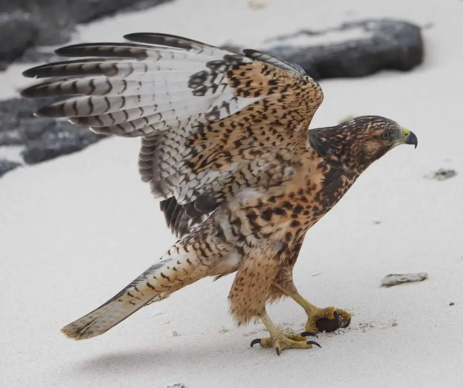 Galapagos hawk (Buteo galapagoensis)