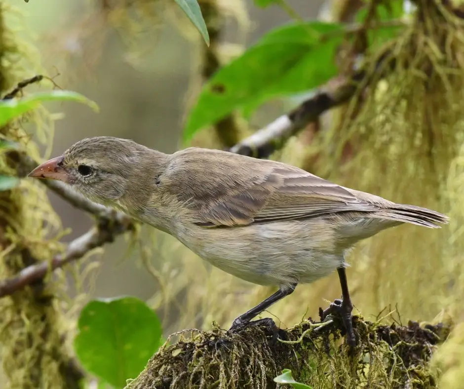 Woodpecker Finch (Camarhynchus pallidus)