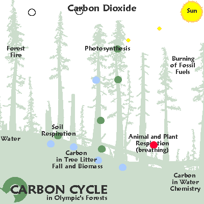 2A: A Forest Carbon Cycle