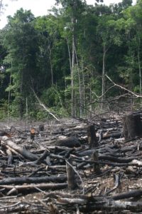 Burning tropical forests is a major factor in climate change. Deforestation contributes one fifth of all the greenhouse gasses to the atmosphere due to human activity–more that all the emissions from Europe.