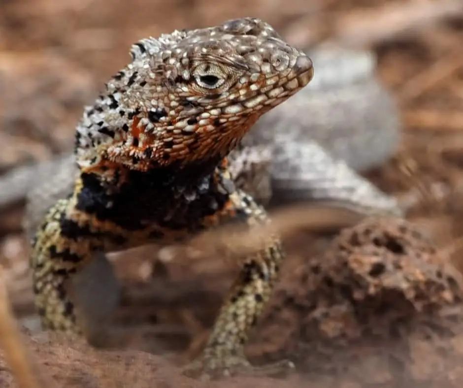 San Cristóbal Lava Lizard (Microlophus bivittatus)