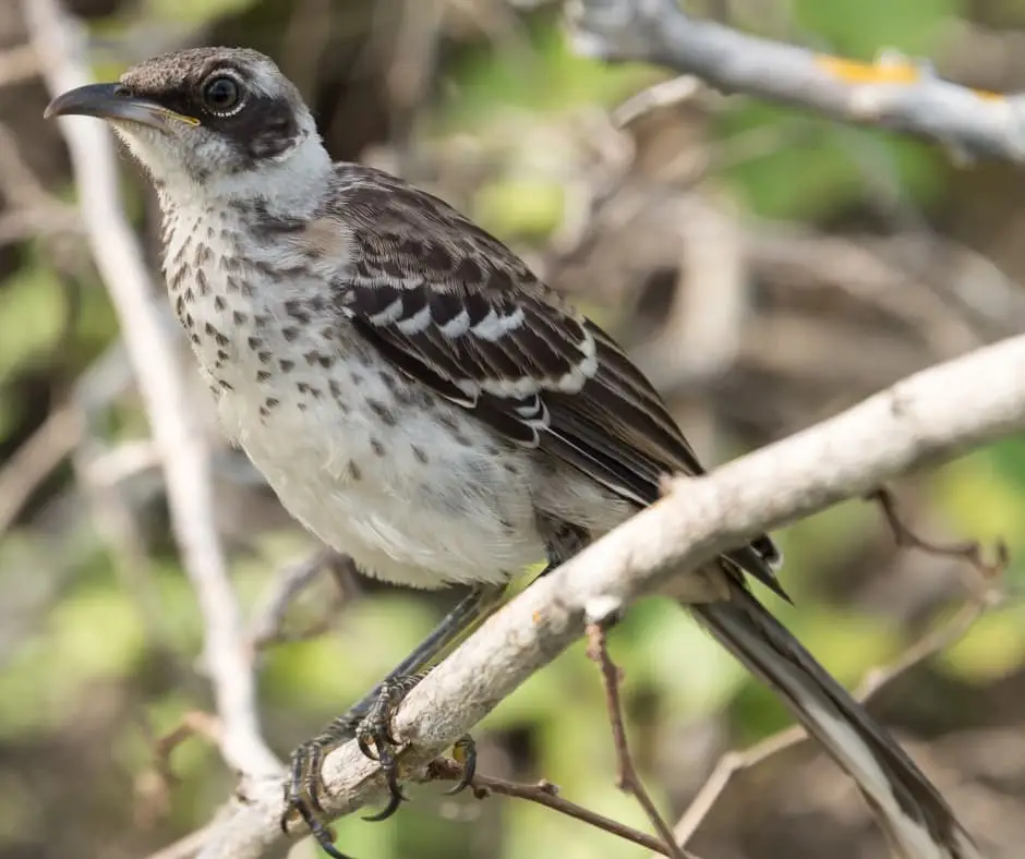 San Cristóbal Mockingbird (Mimus melanotis)