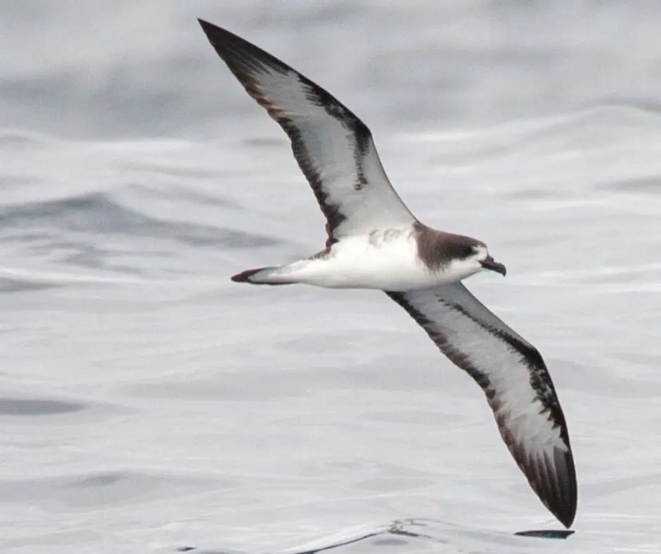 Dark-rumped petrel (Pterodroma phaeopygia)