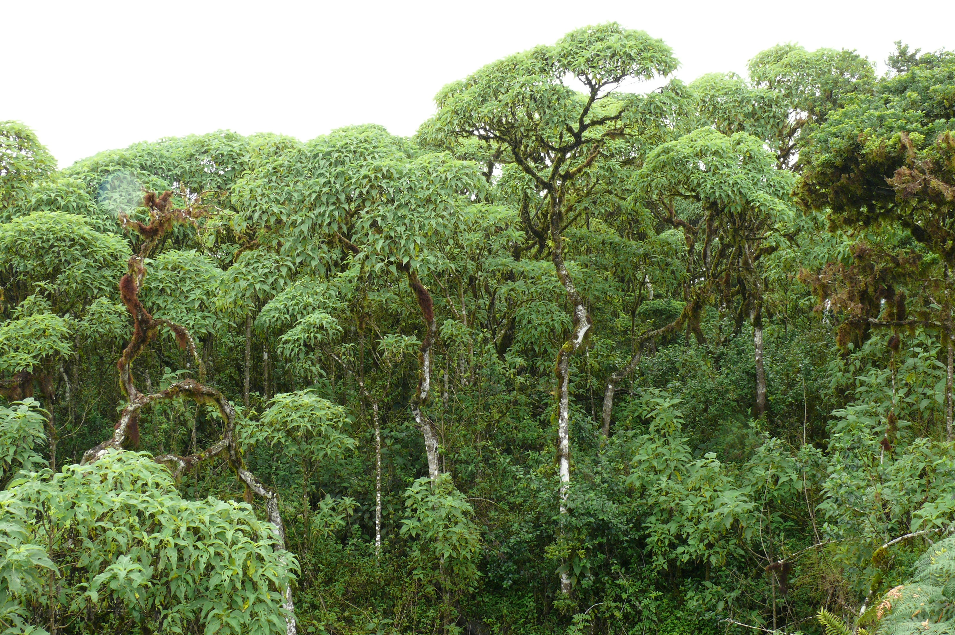 Palo Santo (Scalecia pedunculata) in the Galapagos