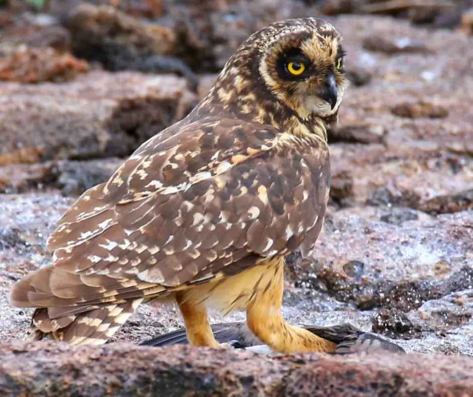 Short-eared Owl (Asio flammeus)