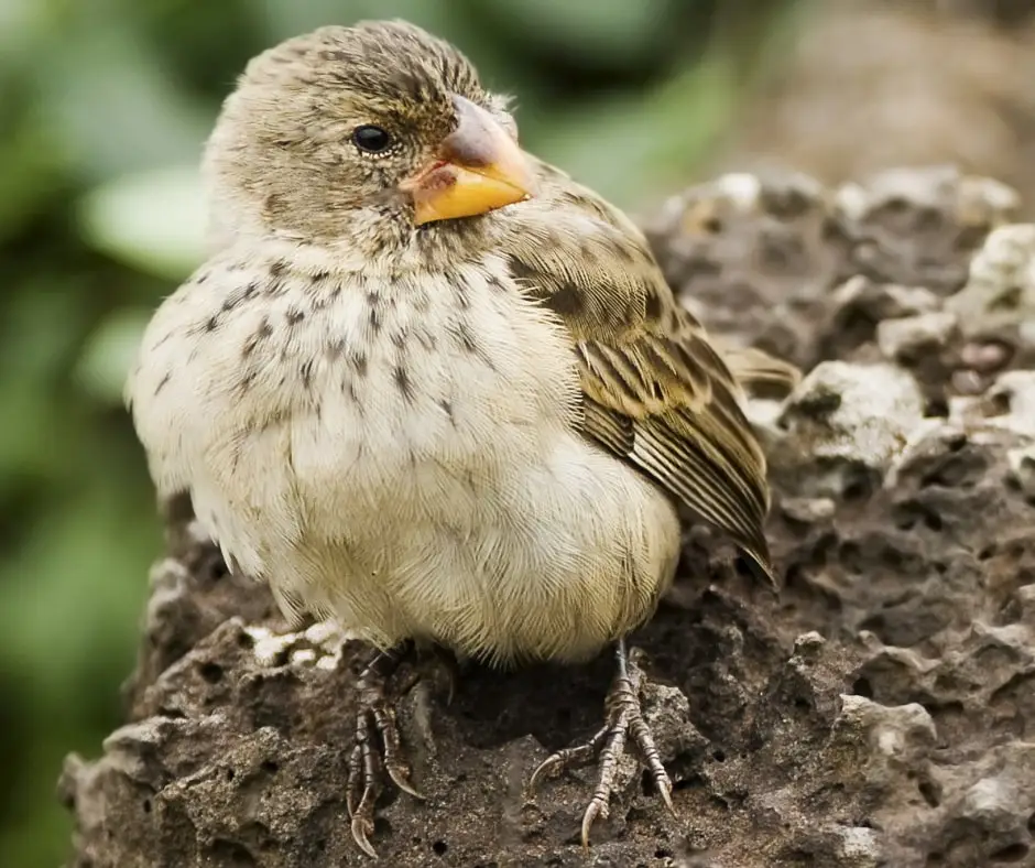 Small Tree Finch (Camarhynchus parvulus)