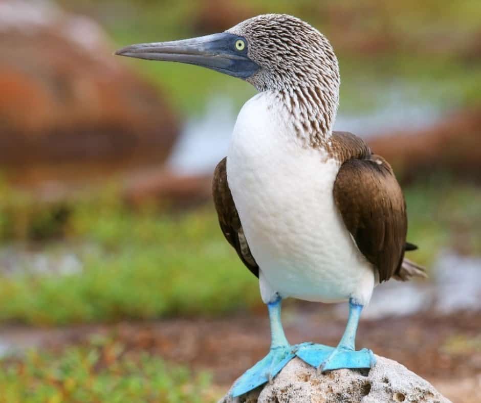 The Galapagos Islands Are Being Invaded by Non-Native Species