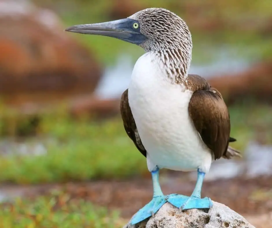 Galapagos Blue-footed booby (Sula nebouxii)