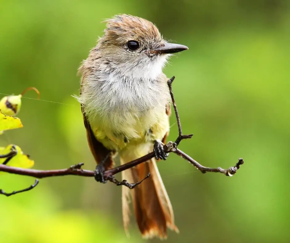 Galapagos flycatcher (Myiarchus magnirostris)