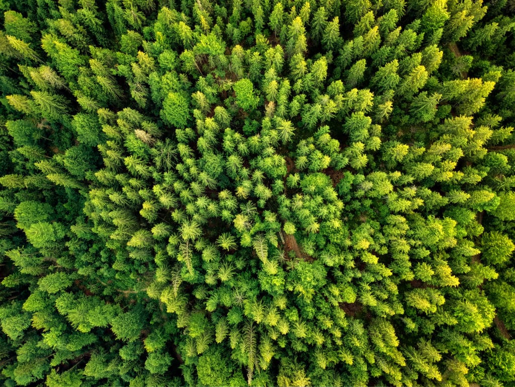 Forest Drone View