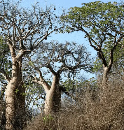 Photo of baobab trees in Madagascar by Stuart L. Pimm